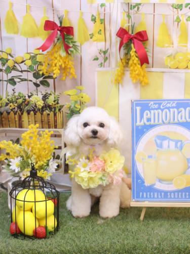 20240412シェリーちゃん